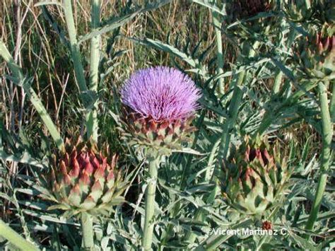 Cynara Scolymus Alcachofera Botanical Online