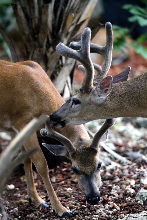 Key Deer | Noni Cay Photography