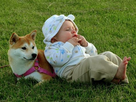 Shiba Inu and baby | Shiba inu, Cute dogs, Shiba