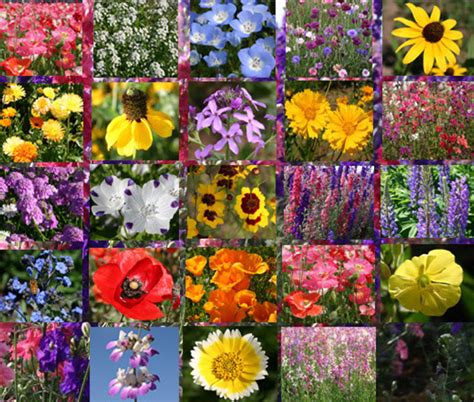 Wildflower Mixes