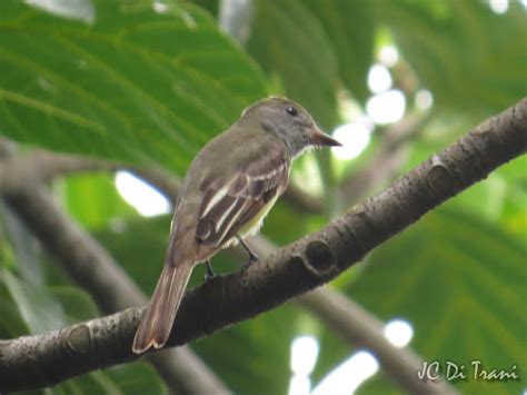 Myiarchus Flycatcher Project Noah