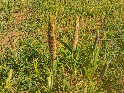 O que é milheto e para que serve? - Agropec Futuro