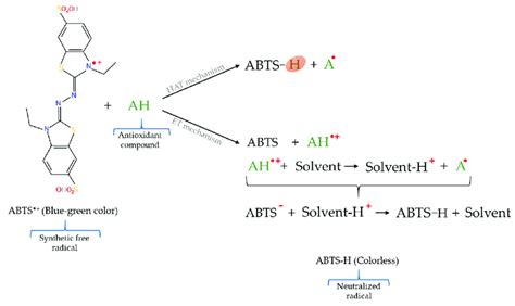 Reactions involved in ABTS •+ assay. | Download Scientific Diagram