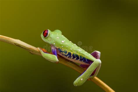 230 Red Eyed Green Tree Frog Free Stock Photos Stockfreeimages