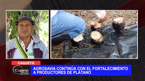 Agrosavia continúa con el fortalecimiento a productores de plátano