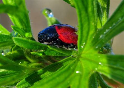 Free Images Drop Dew Leaf Flower Green Insect Fauna Ladybird