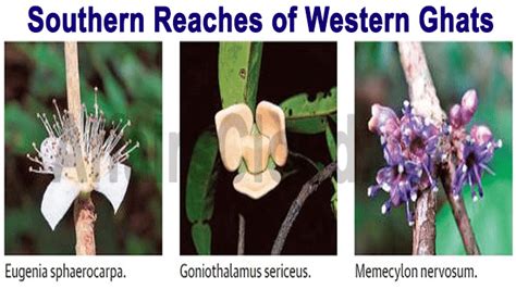 Western Ghats Plants