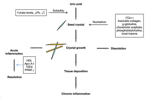 Metabolism Of Msu Crystal Formation Download Scientific Diagram