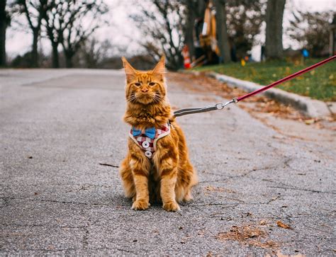 Choses Savoir Avant De Promener Son Chat