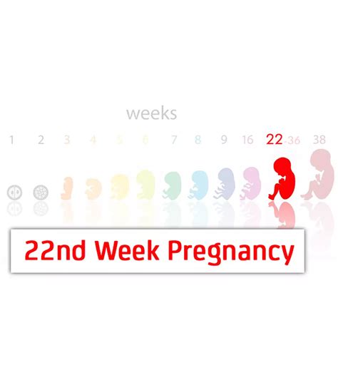 22nd Week Pregnancy: Symptoms, Baby Development And Tips