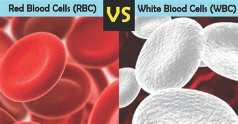 Rbc Vs Wbc Definition And Major Differences