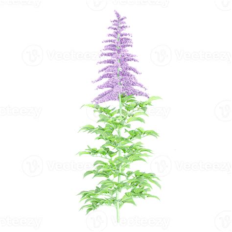 Collection of False goat's beard flower plant isolated on transparent