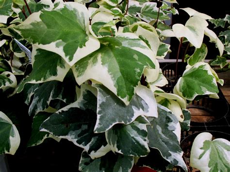 Online Plant Guide Hedera Golden Child Golden Child Ivy