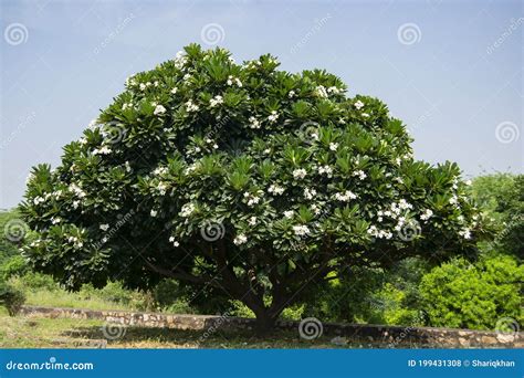 Champa White, Plumeria Alba, Frangipani, Temple Tree Stock Photo - Image of champa, plumeria ...