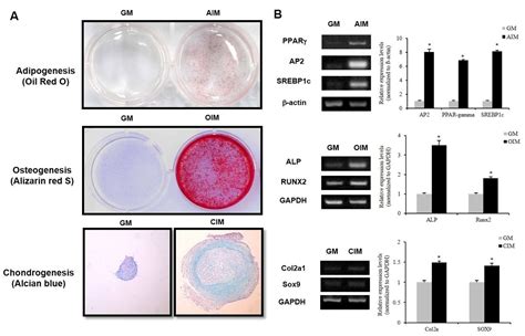 Effects Of Oxysterols On Chondrogenesis Of Human Adipose Derived Stem Cells