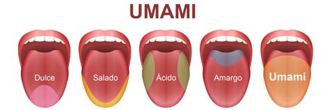 La Cuchara Latam Umami El Quinto Sabor Fuera De Los Sabores Comunes