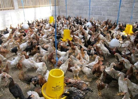 Cara Super Cepat Ternak Ayam Kampung Super Atau Joper