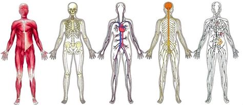 Overview of the 11 Body Systems Diagram | Quizlet