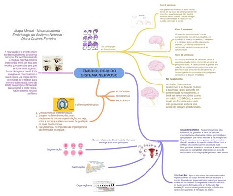 Embriologia Do Sistema Nervoso Mapa Mental Neuroanatomia Embriologia