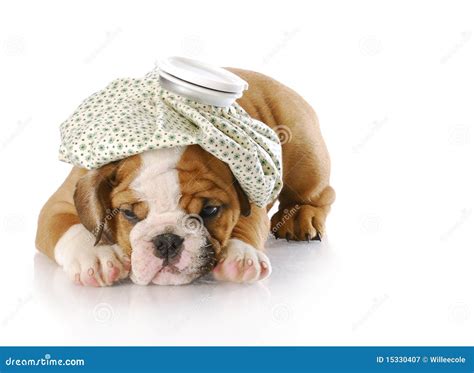 Sick Puppy Stock Image Image Of Resting Looking Bull 15330407