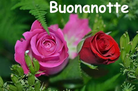 Buonanotte Con Le Rose Rosse E Gialle E Con Petali Di Rosa