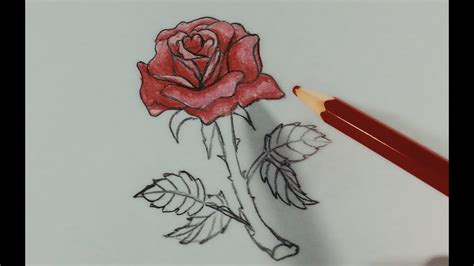 VẼ HOA HỒNG BẰNG BÚT CHÌ / HOW TO DRAW A ROSE WITH PENCIL THE EASY WAY | Tóm tắt những tài liệu ...