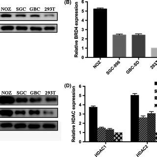 Expression Levels Of Brd And Histone Deacetylases Hdac In