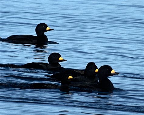 122 Black Scoter Jigsaw Puzzle – Piece by Piece Puzzle Company