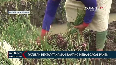 Ratusan Hektar Tanaman Bawang Merah Gagal Panen Video Dailymotion