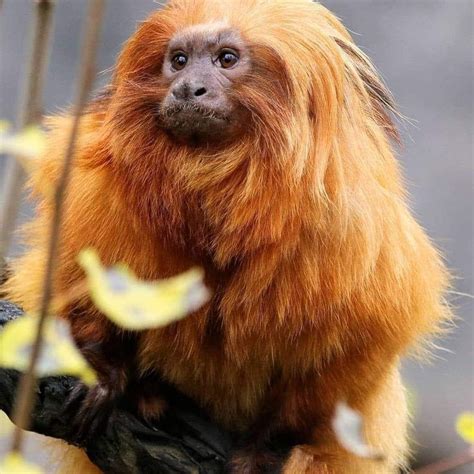 Tamarin | Animals, Animals wild, Rare animals