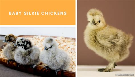 Baby Silkie Chickens - Complete Care Guide | Silkie Chicken Experts