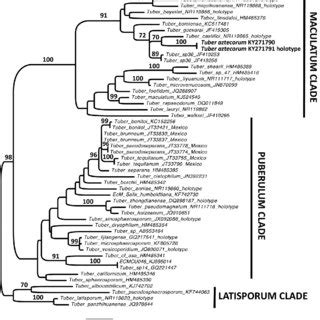 Phylogenetic Tree Inferred Under The Maximum Likelihood ML Criterion