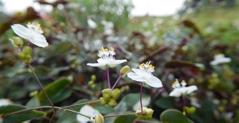 Tahitian Bridal Veil Plant Guide - Gardeners' Magazine