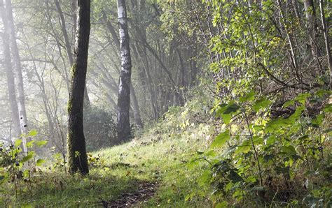 Niebla Paisaje Estado Animico Foto Gratis En Pixabay Pixabay