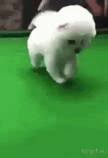 Dog Fall GIF - Dog Fall Pooltable - Discover & Share GIFs | Ifunny, Gif ...