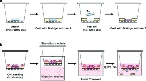 Schematic Illustration Of Procedures Involved In Transwell Migration