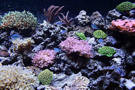 7 Plants That Look Like Coral ProGardenTips