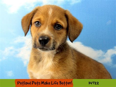 Heeler Mix-DOG-Male-Red-2773241-Petland Pets & Puppies Chicago Illinois