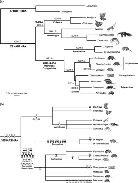 —sequence And Retroposon Based Phylogenetic Trees A Ml Phylogram Download Scientific Diagram