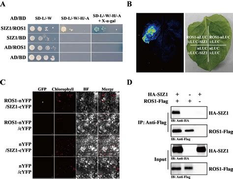 Siz Physically Interacts With Ros A Yeast Two Hybrid Result