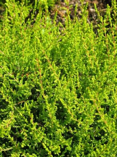 Calluna Vulgaris Bonita Struikheide De Tuinen Van Appeltern