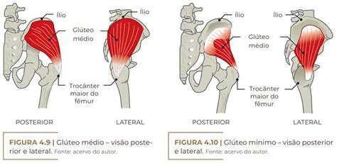 Gluteo Medio E Maximo - Origem E Insercao Do Gluteo Maximo Músculos Origem, Inserção E