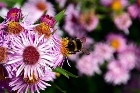 Free picture: flower, bumblebee, nature, pollination, insect, honey, pollen, leaf, pollination