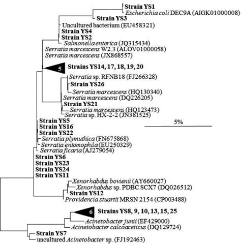 Unrooted Phylogenetic Tree Showing The Affiliation Based On The 16s