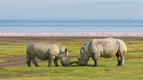 A Guide To Visiting Lake Nakuru National Park Kenya