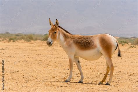 The Onager Also Known As Hemione Or Asiatic Wild Ass Species Of The