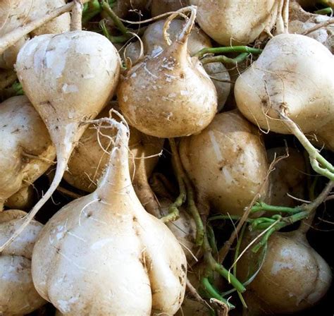 Cooking Jicama — Preparing Jicama — Eatwell101