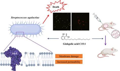 银杏酸 C151 对无乳链球菌临床分离株的体外、体内和计算机活性acs Infectious Diseases X Mol