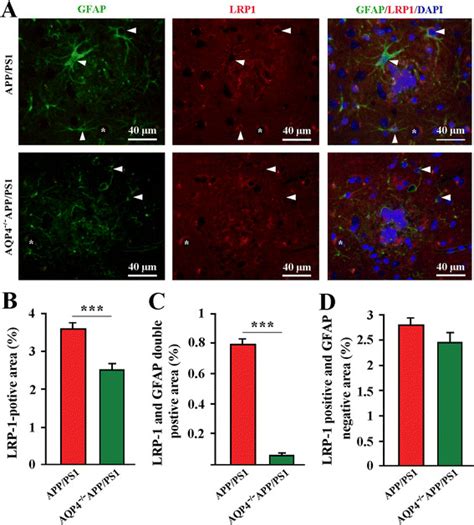 AQP4 deficiency decreased LRP1 expression by astrocytes surrounding Aβ