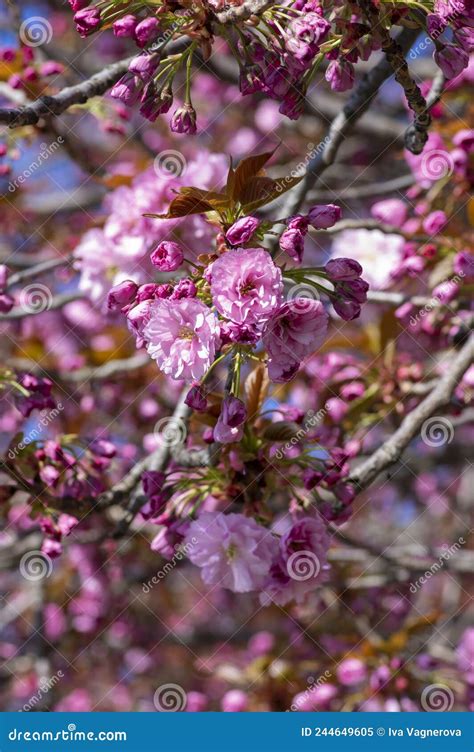 Prunus Serrulata Cerezo Japon S Doble Cultivo De Flor Llamado Sakura O